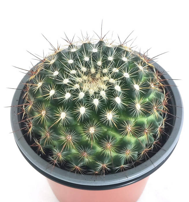 Mammillaria 1