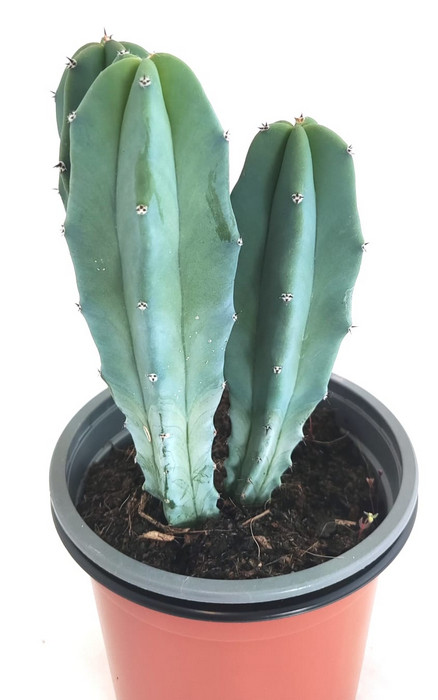 Myrtillocactus Geometrizans