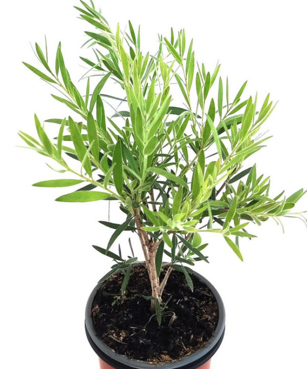 Callistemon "limpia tubos"