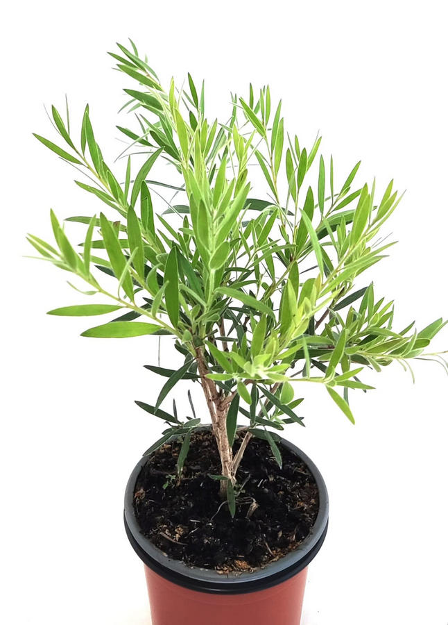 Callistemon "limpia tubos"