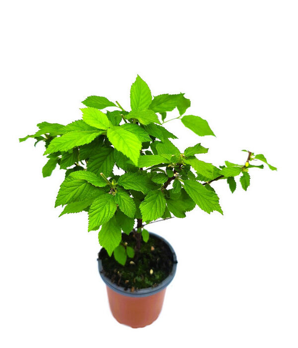 Cerezo de Shanghái frutos rojos