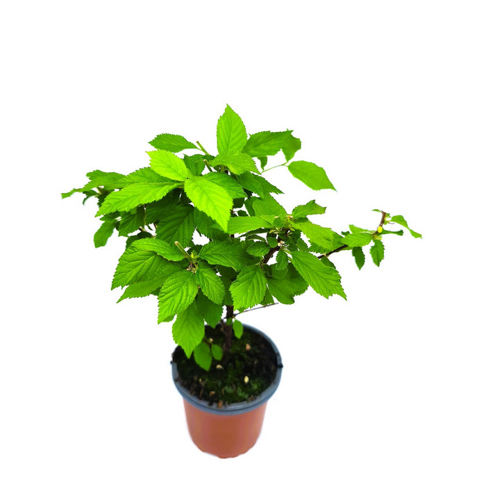 Cerezo de Shanghái frutos rojos