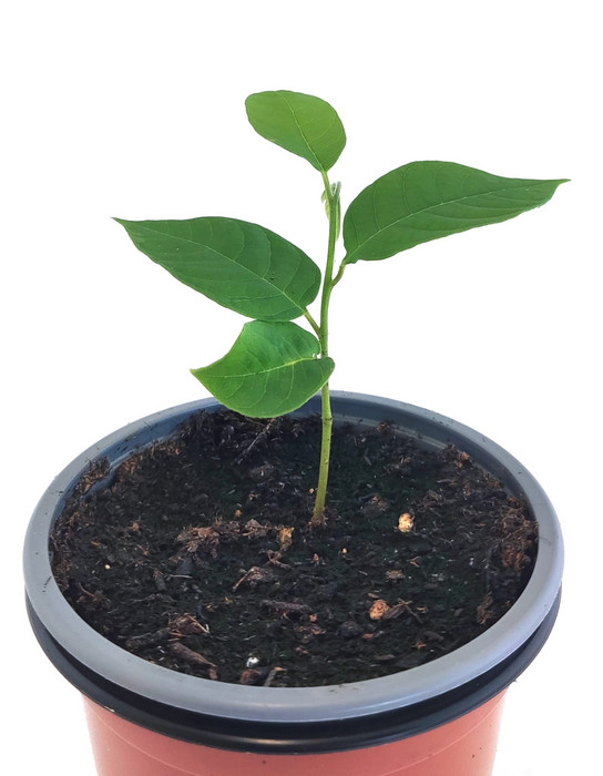 Chirimoya