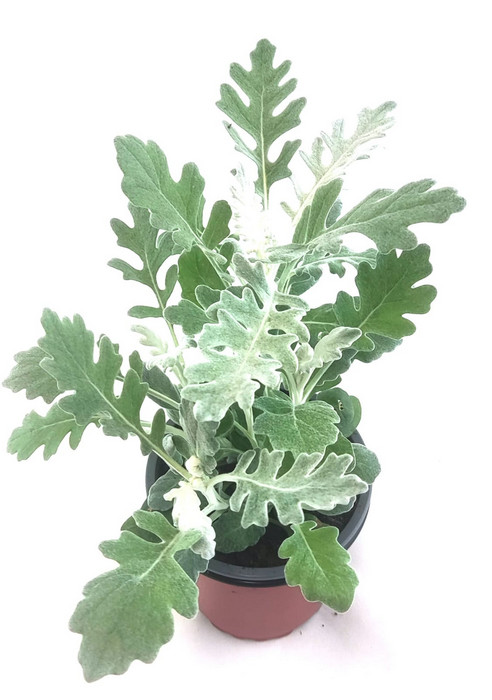 Cineraria marítima