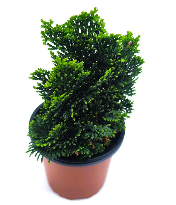 Ciprés hinoki