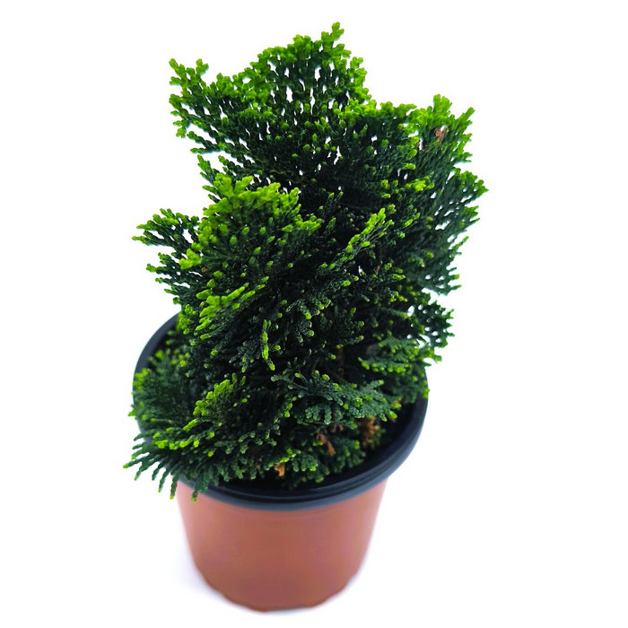 Ciprés hinoki