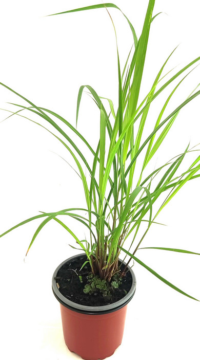 Citronela Flexuosus