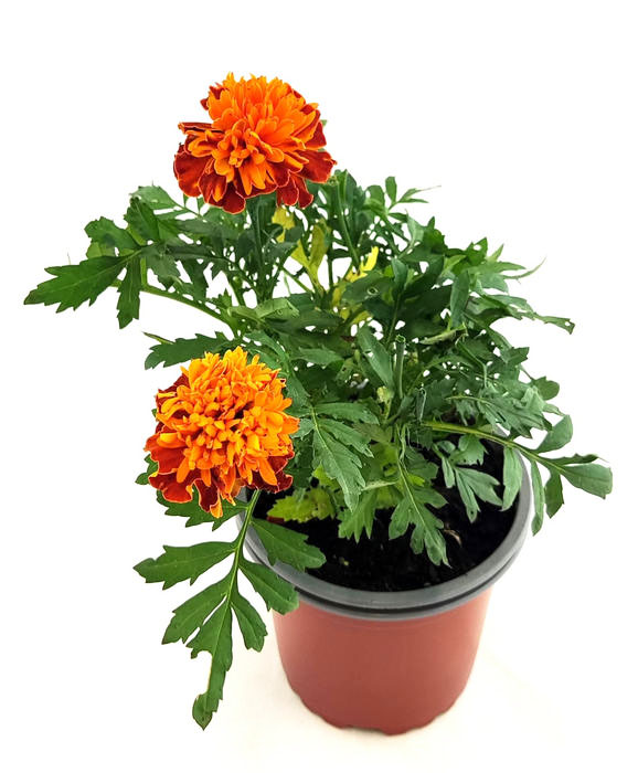 Clavel indias pequeño naranja