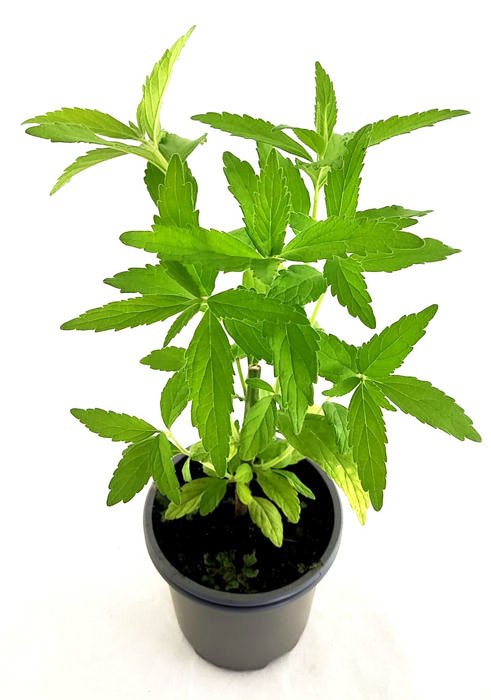 Cola de león leonorus