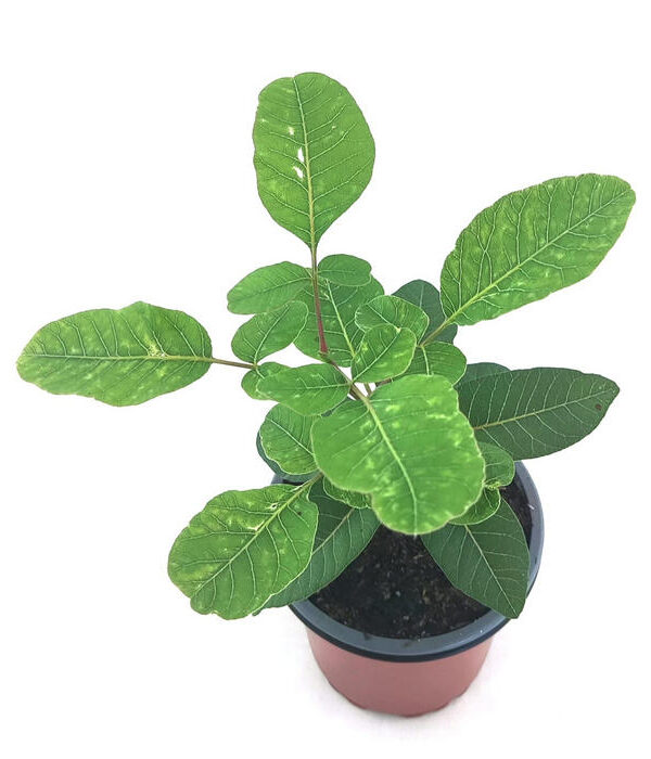 Cornicabra