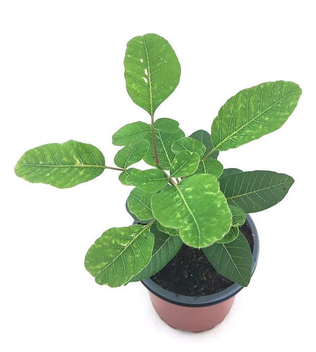 Cornicabra