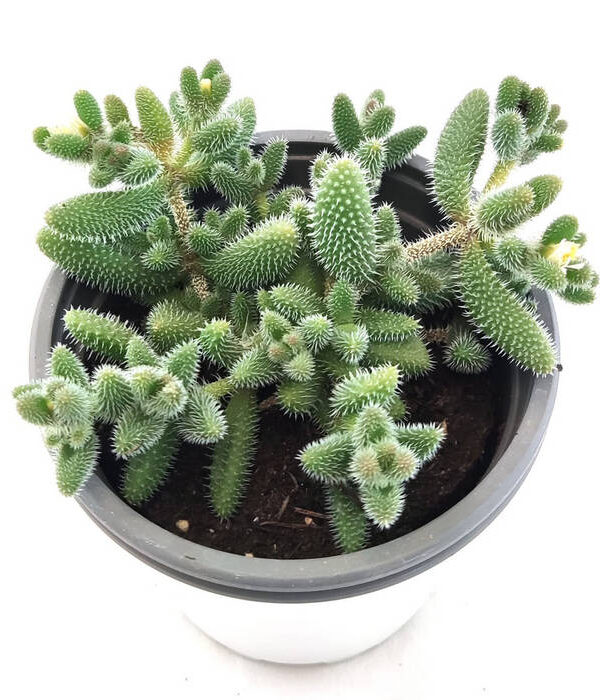 Delosperma Echinatum Banbino