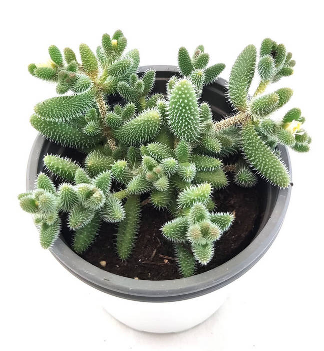 Delosperma Echinatum Banbino