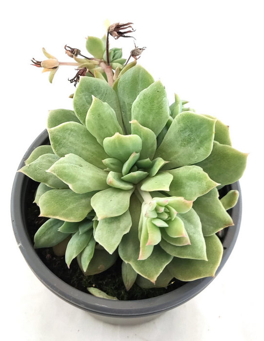 Echeveria Elegans