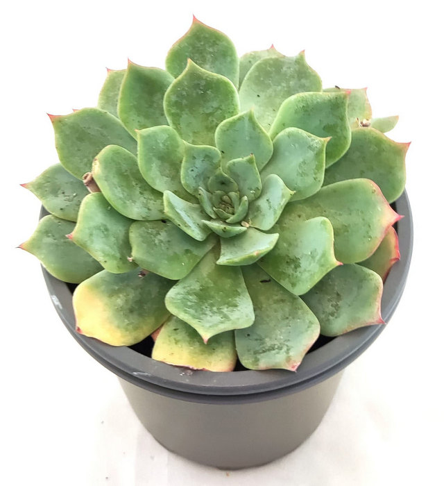 Echeveria Desmetiana