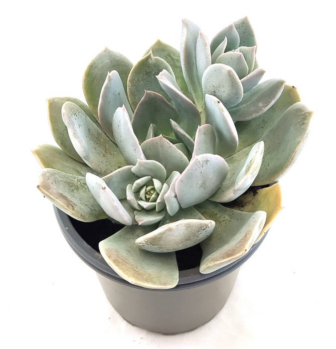 Echeveria Lilacina