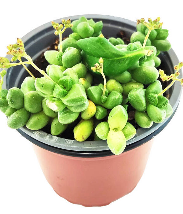 Sedum Burrito