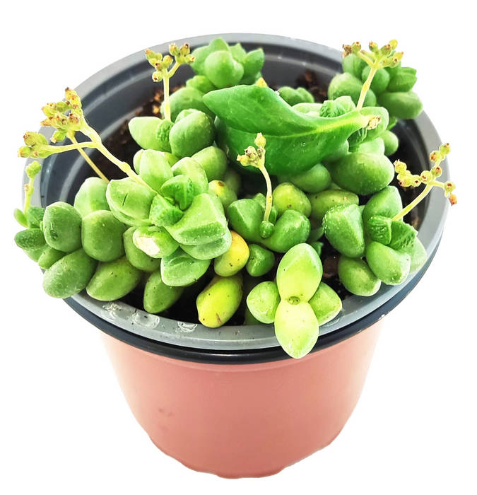 Sedum Burrito