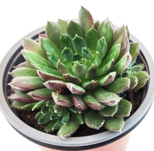 Echeveria Agavoides
