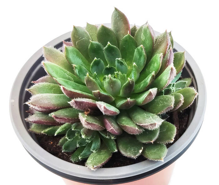 Echeveria Agavoides