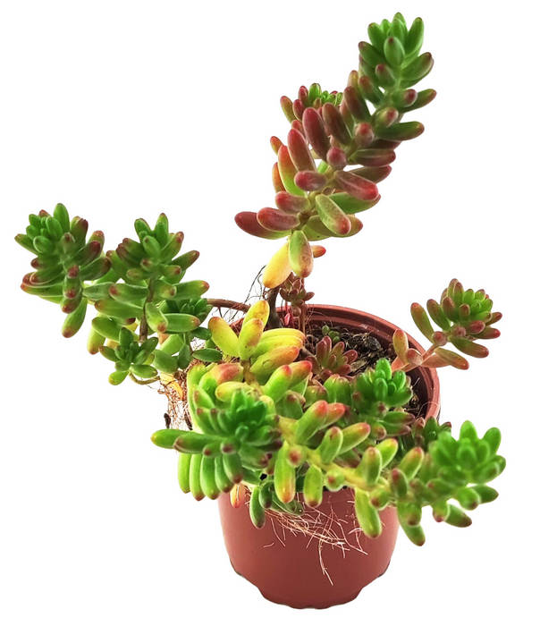 Sedum Rubrotinctum