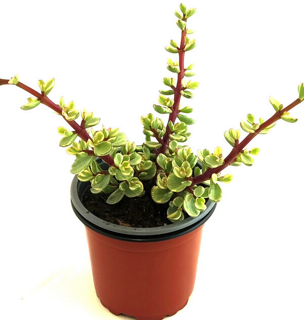 Portulacaria Afra