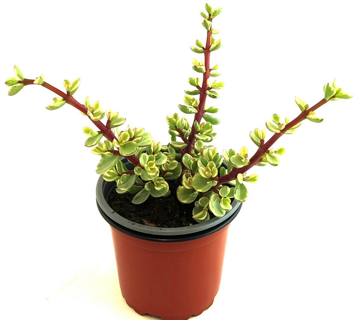 Portulacaria Afra