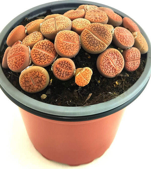 Planta de piedra marron