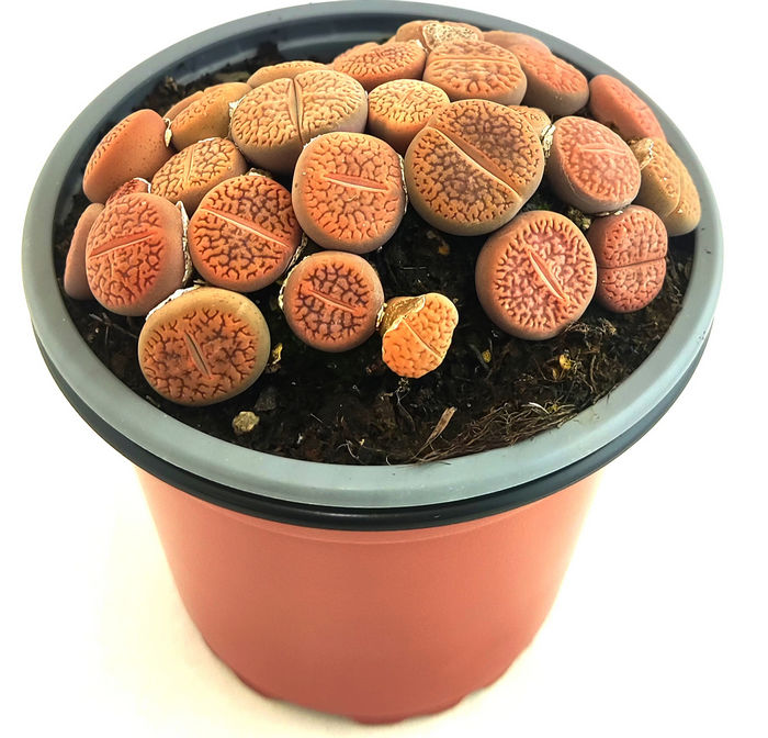 Planta de piedra marron