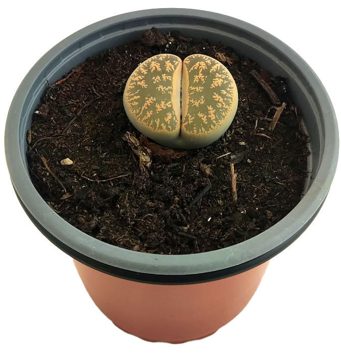Planta de piedra marron grande