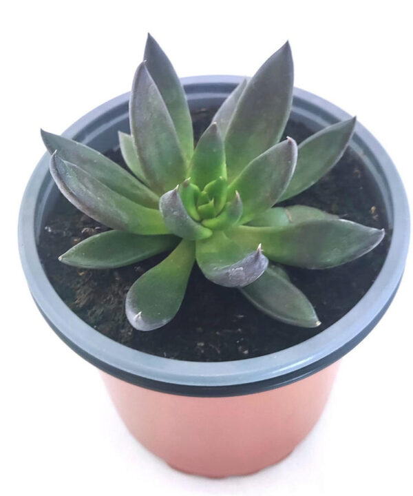 Echeveria Affinis