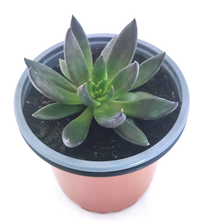 Echeveria Affinis