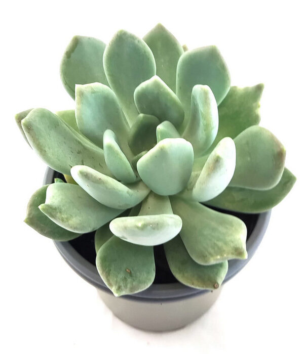Graptoveria Supreme