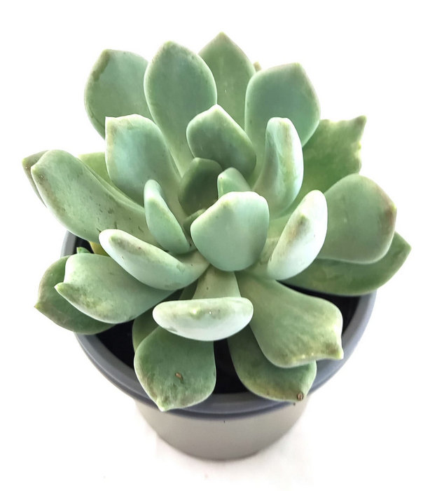 Graptoveria Supreme