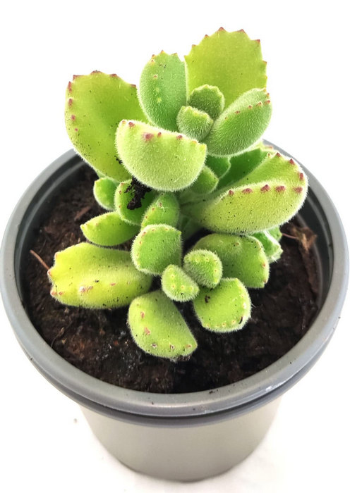 Cotyledon Tormentosa