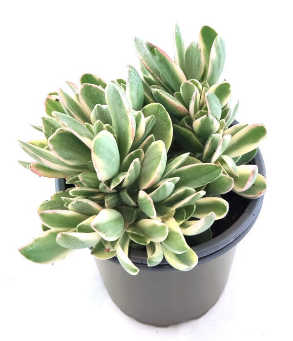 Crassula "Money Maker"