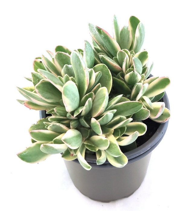 Crassula "Money Maker"