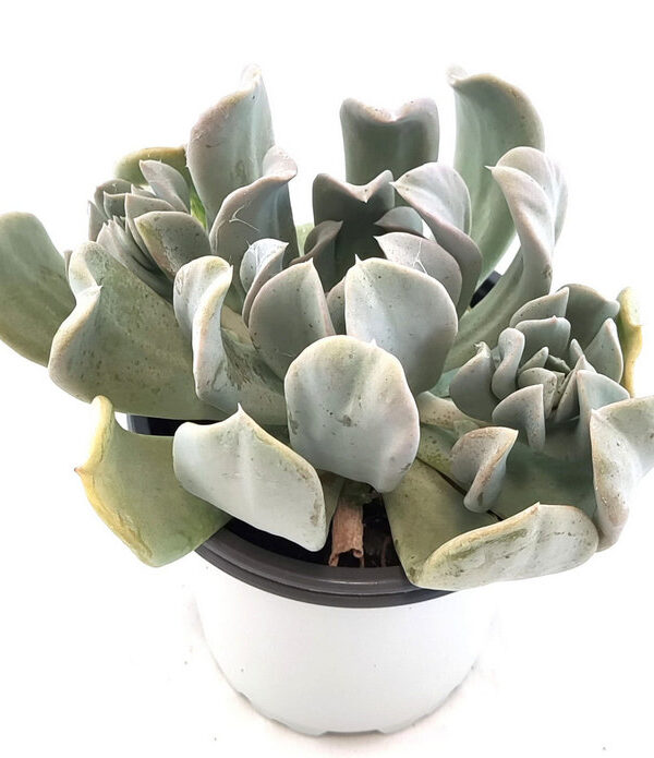 Echeveria Runyonii