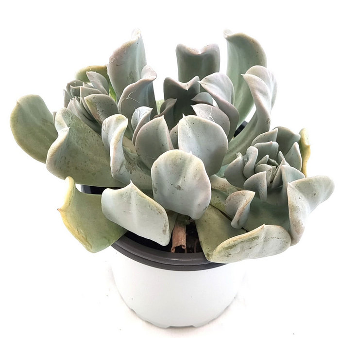 Echeveria Runyonii