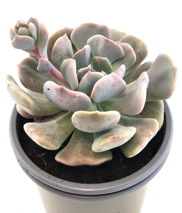 Echeveria Runyonii Rose