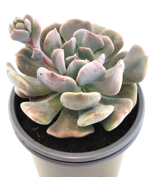 Echeveria Runyonii Rose