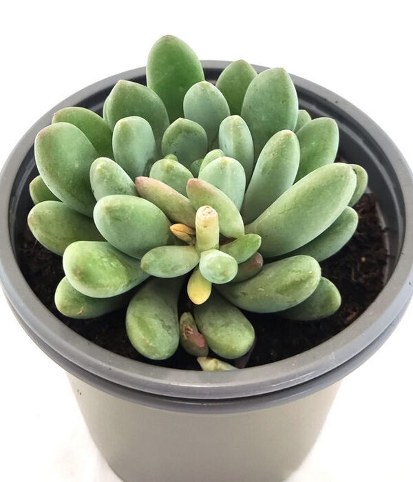 Pachyphytum Oviferum Purpus