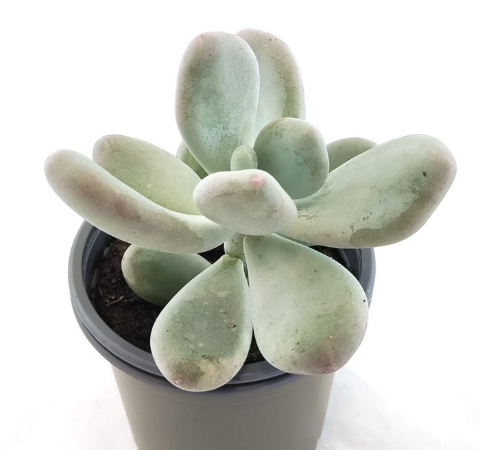 Graptopetalum Amenthystium