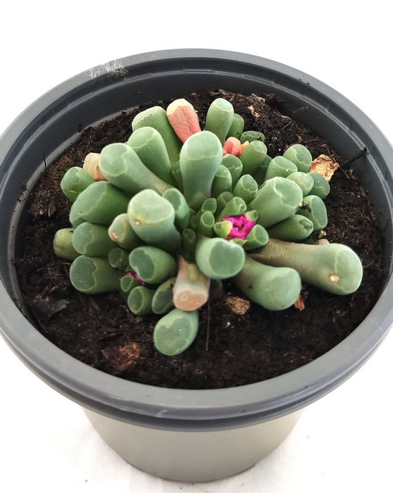 Frithia Pulchra
