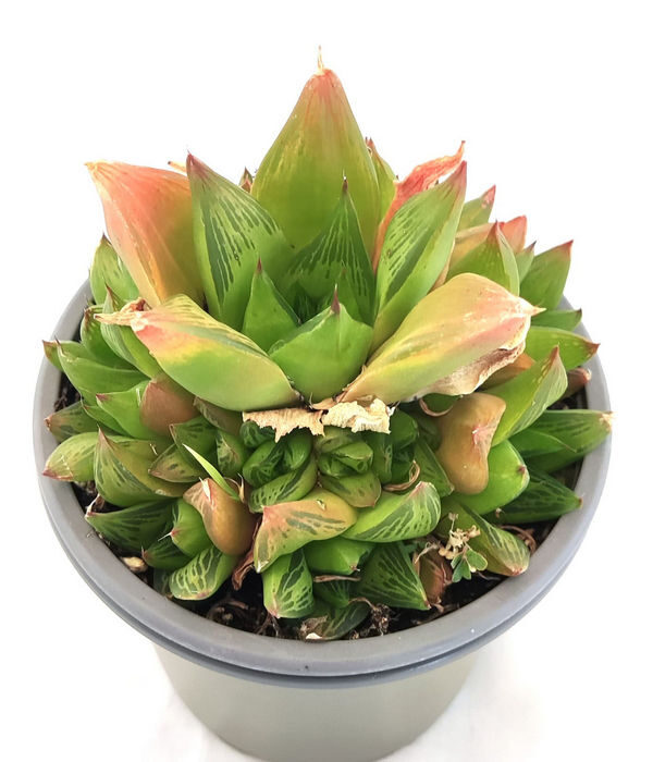 Haworthia Retusa