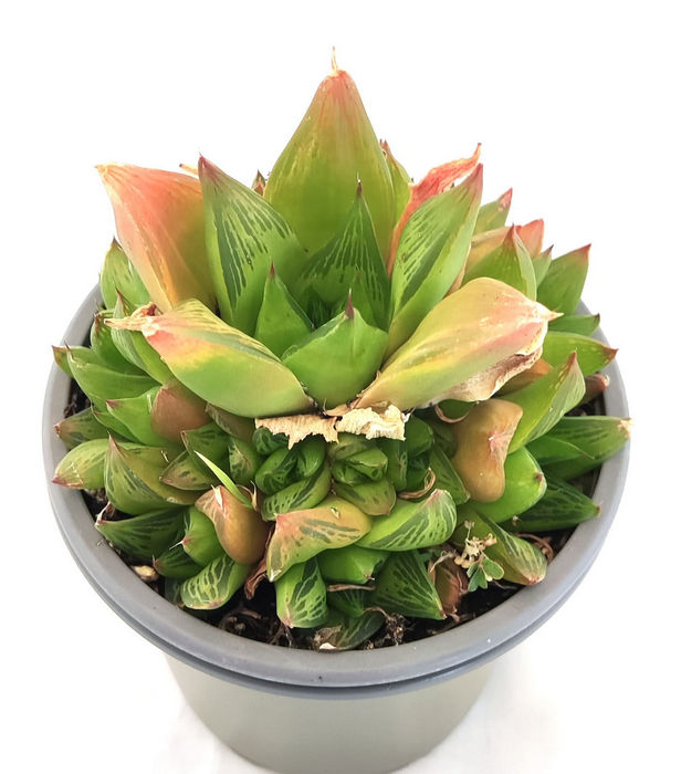 Haworthia Retusa
