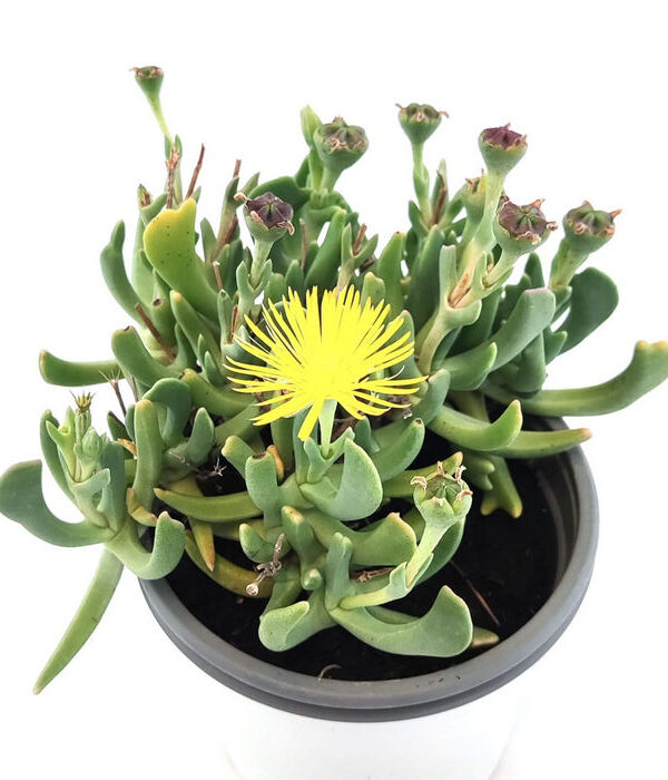 Rhombophyllum Nelii