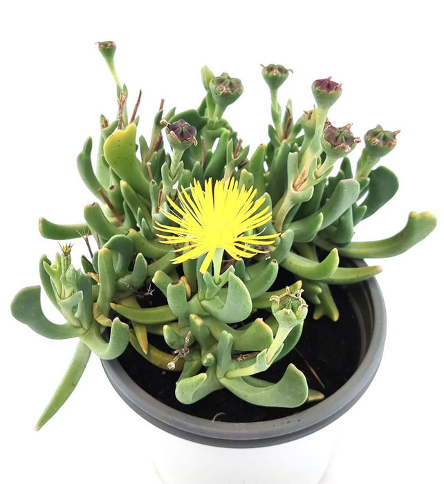 Rhombophyllum Nelii