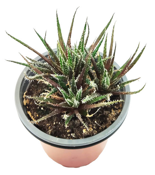 Haworthia Haworthioides