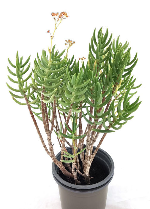 Crassula Tetragona